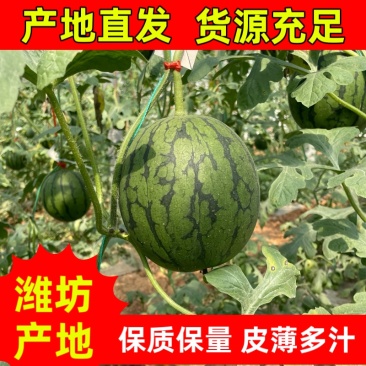 【推荐】山东潍坊全美2K西瓜、冰激淋小糖丸、小薄皮。