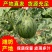 【推荐】山东潍坊全美2K西瓜、冰激淋小糖丸、小薄皮。