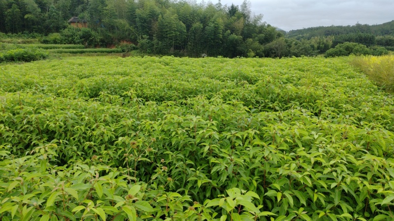 香樟供应，福建三明苗木基地直发，量大从优欢迎咨询！