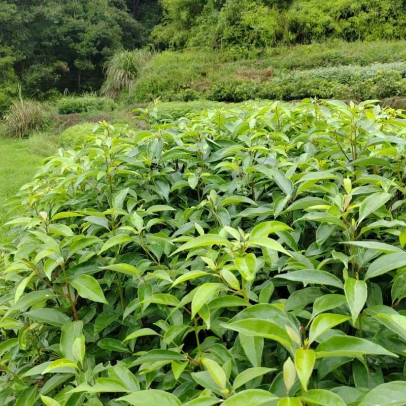 香樟供应，福建三明苗木基地直发，量大从优欢迎咨询！