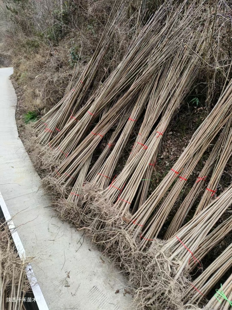 【香椿苗】香舂小苗1.5-2.5米起步苗圃直发提供技术