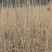 【香椿苗】香舂小苗1.5-2.5米起步苗圃直发提供技术