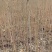 【香椿苗】香舂小苗1.5-2.5米起步苗圃直发提供技术