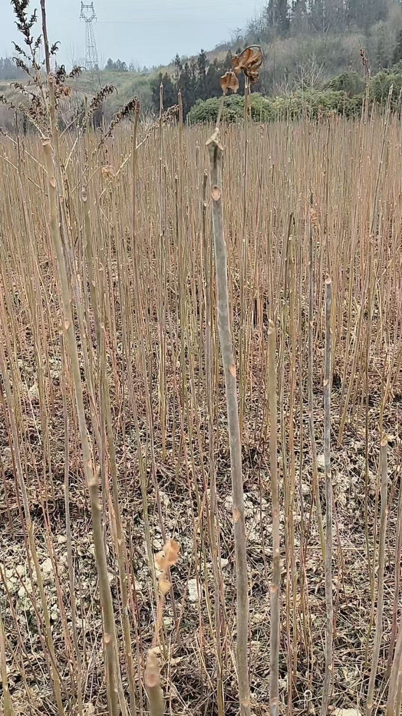 【香椿苗】香舂小苗1.5-2.5米起步苗圃直发提供技术