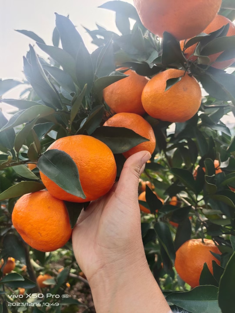 沃柑