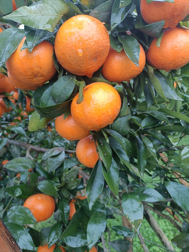 沃柑