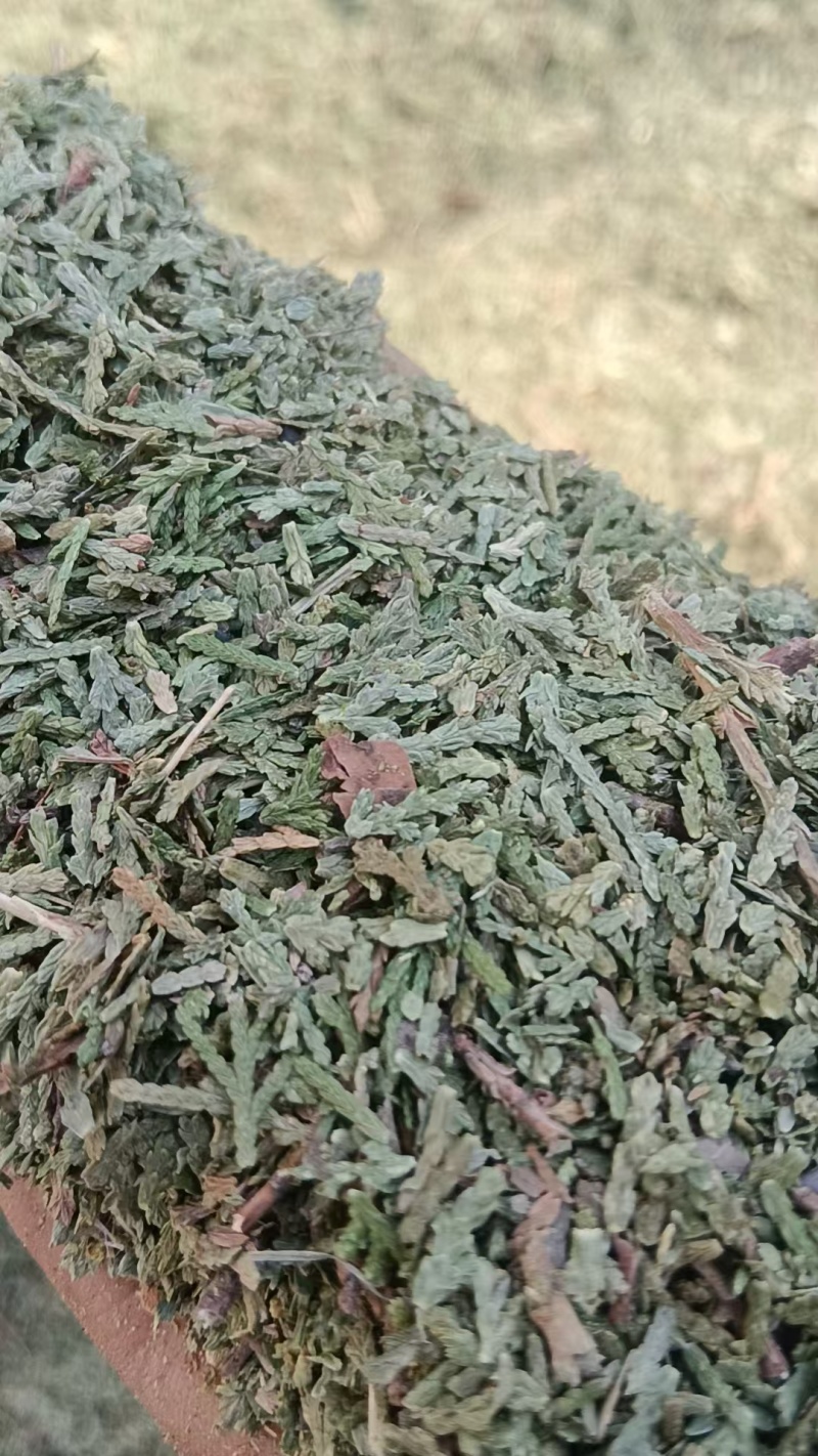 天然野生侧柏叶各种规格，代加工侧柏叶粉。