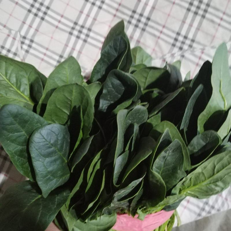 大叶菠菜，精品菠菜，电商，市场量大，包装齐全，量大从优。
