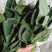 大叶菠菜，精品菠菜，电商，市场量大，包装齐全，量大从优。