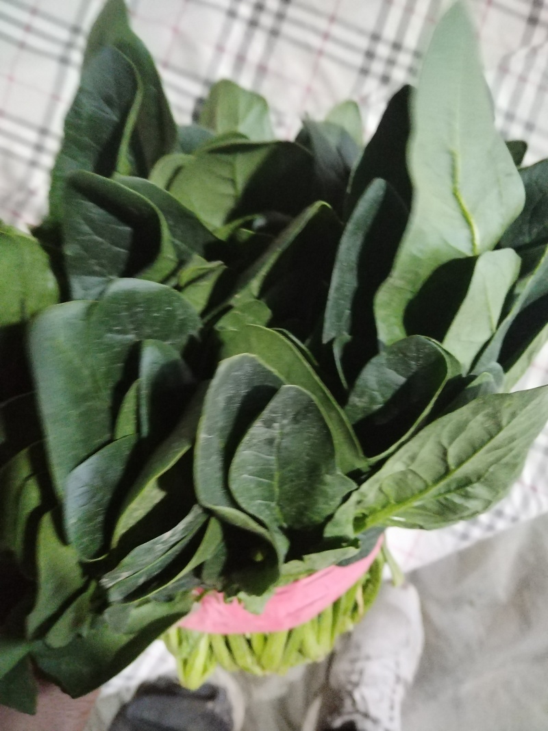 大叶菠菜，精品菠菜，电商，市场量大，包装齐全，量大从优。