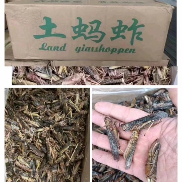 蚂蚱东亚飞蝗