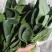 大量冷棚菠菜上市了。