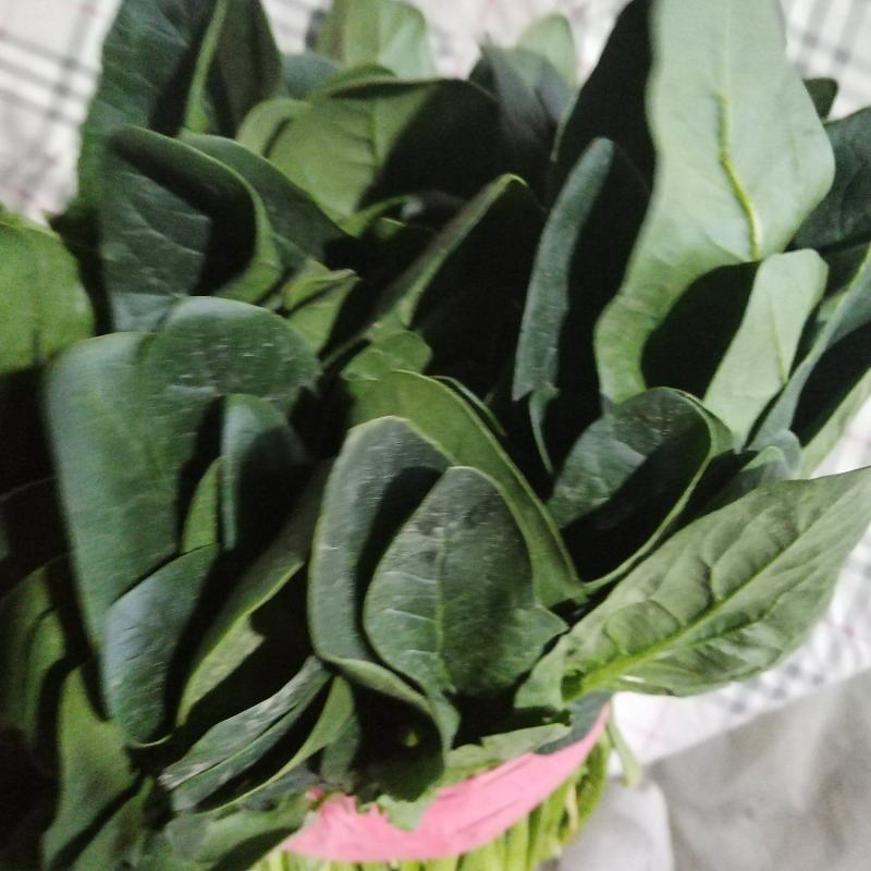 大量冷棚菠菜上市了。