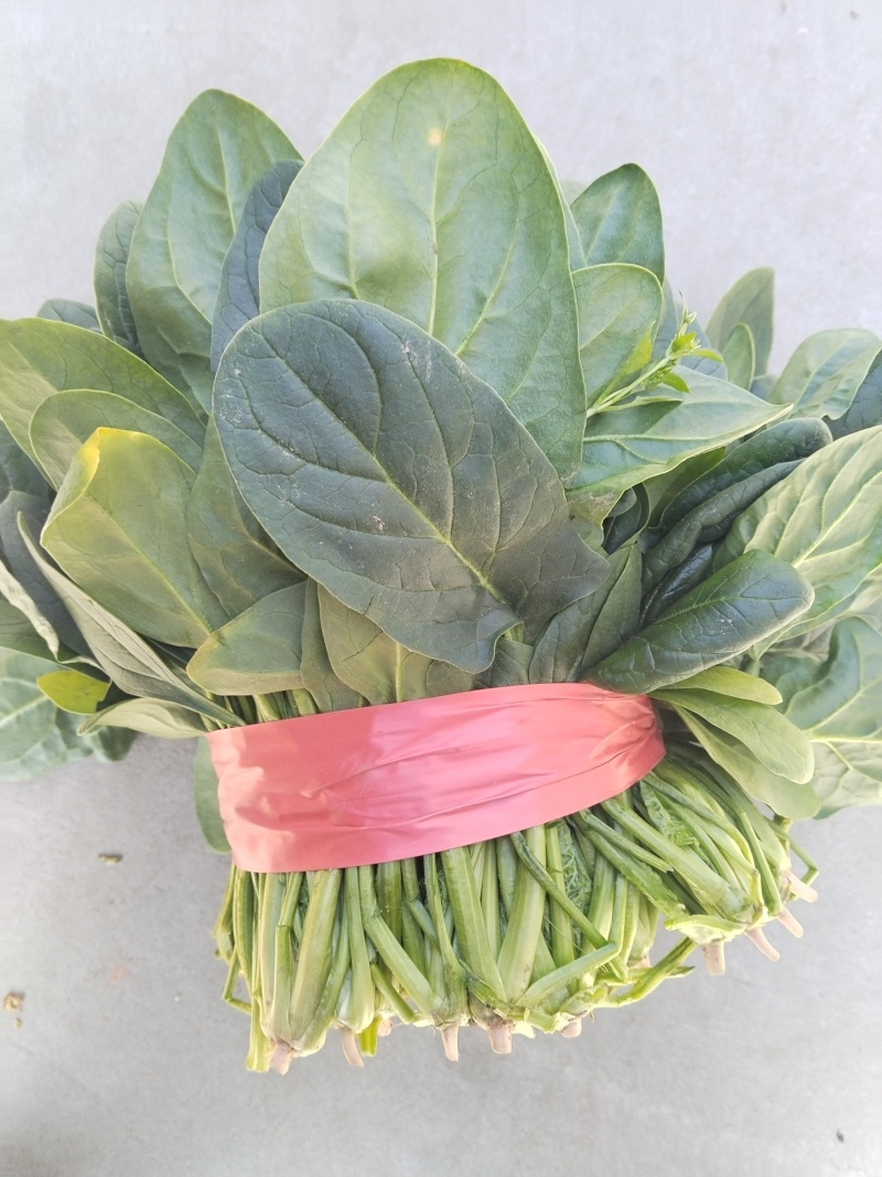 大量冷棚菠菜上市了。