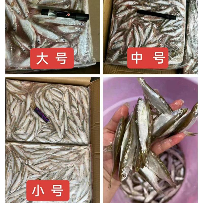 厂家直供小白条餐条河川新鲜去肚