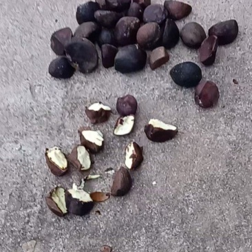 油茶子