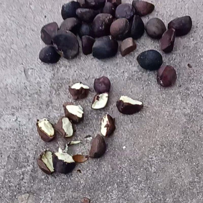 油茶子