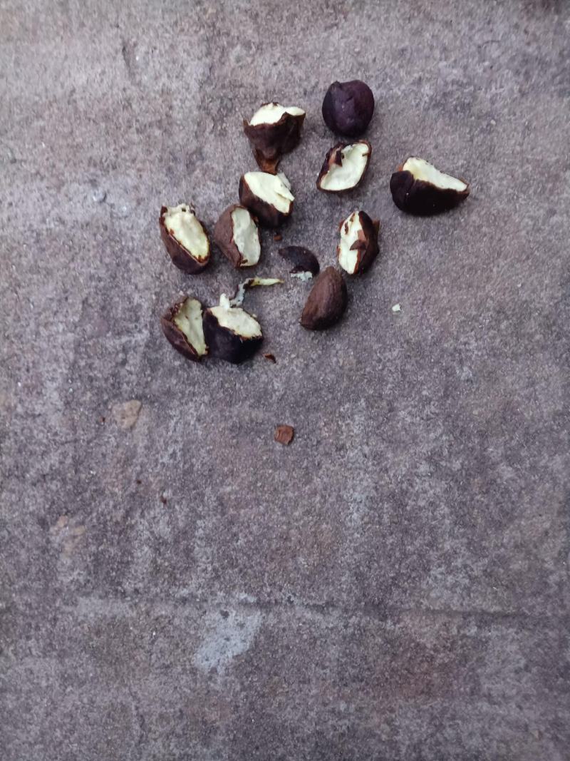 油茶子
