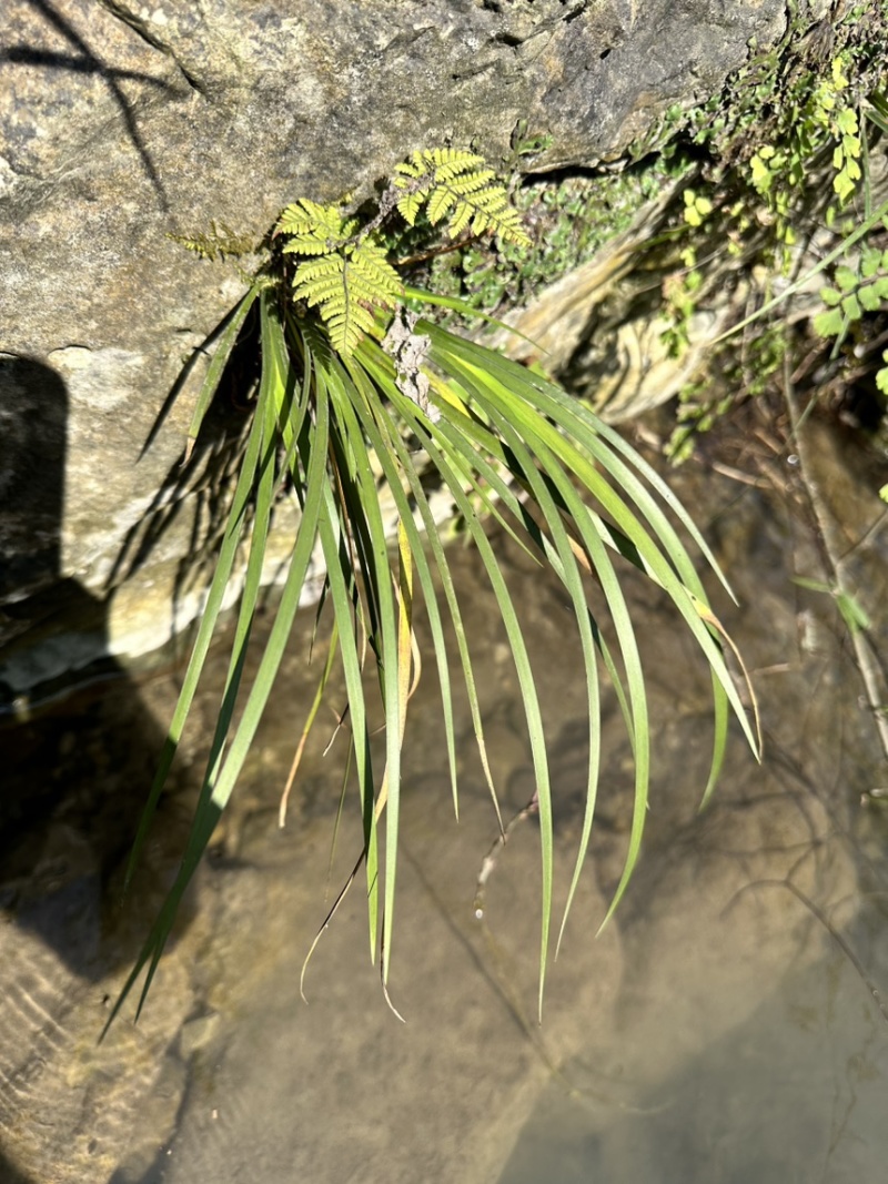石菖蒲苗，0.3毛一颗，500颗起拍