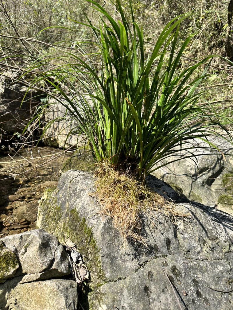 石菖蒲苗，0.3毛一颗，500颗起拍