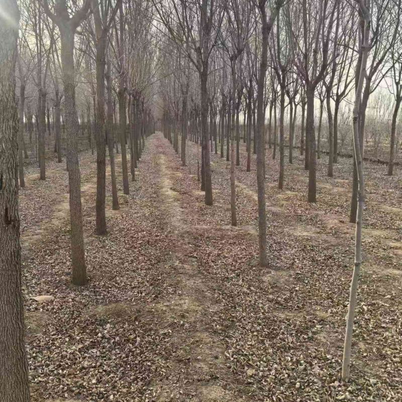 出售白蜡树五千颗左右