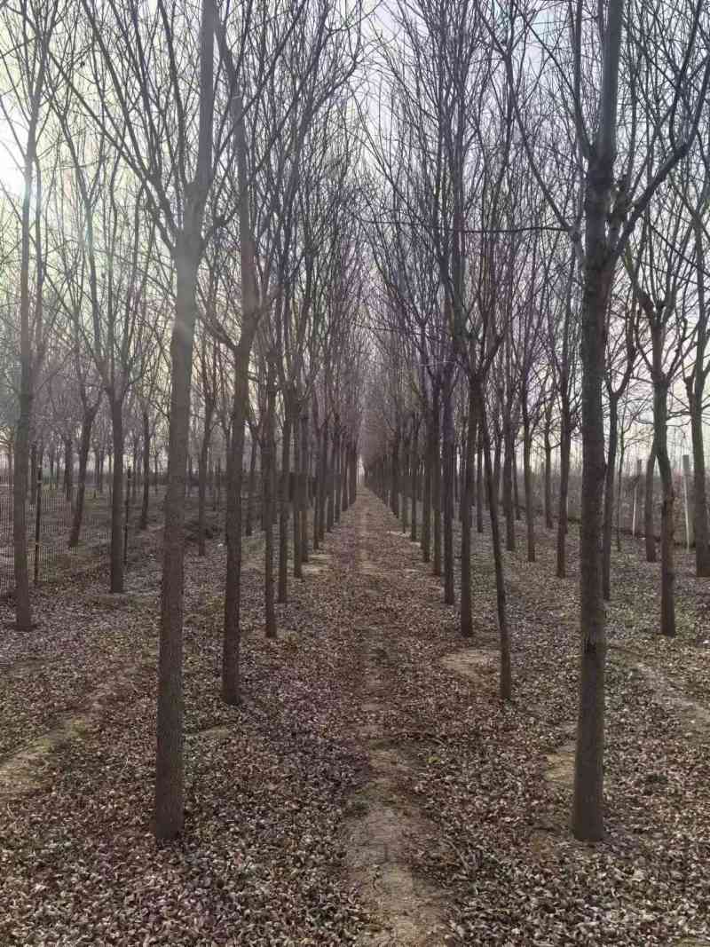 出售白蜡树五千颗左右
