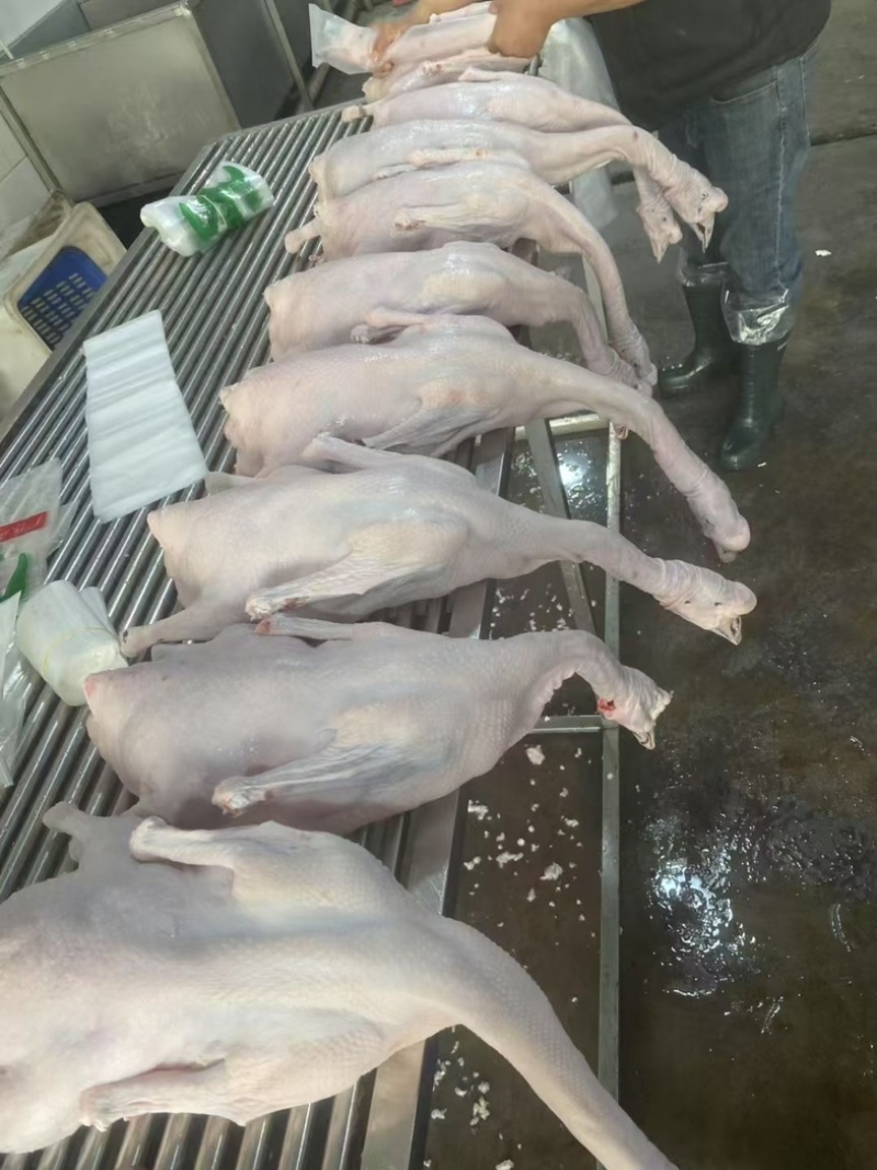黑棕鹅，马冈鹅，品质佳，大量上市，货量充足，欢迎咨询