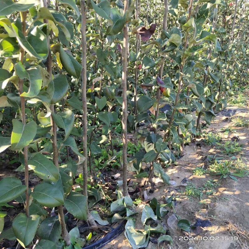 夏至蜜梨苗早熟优良品种