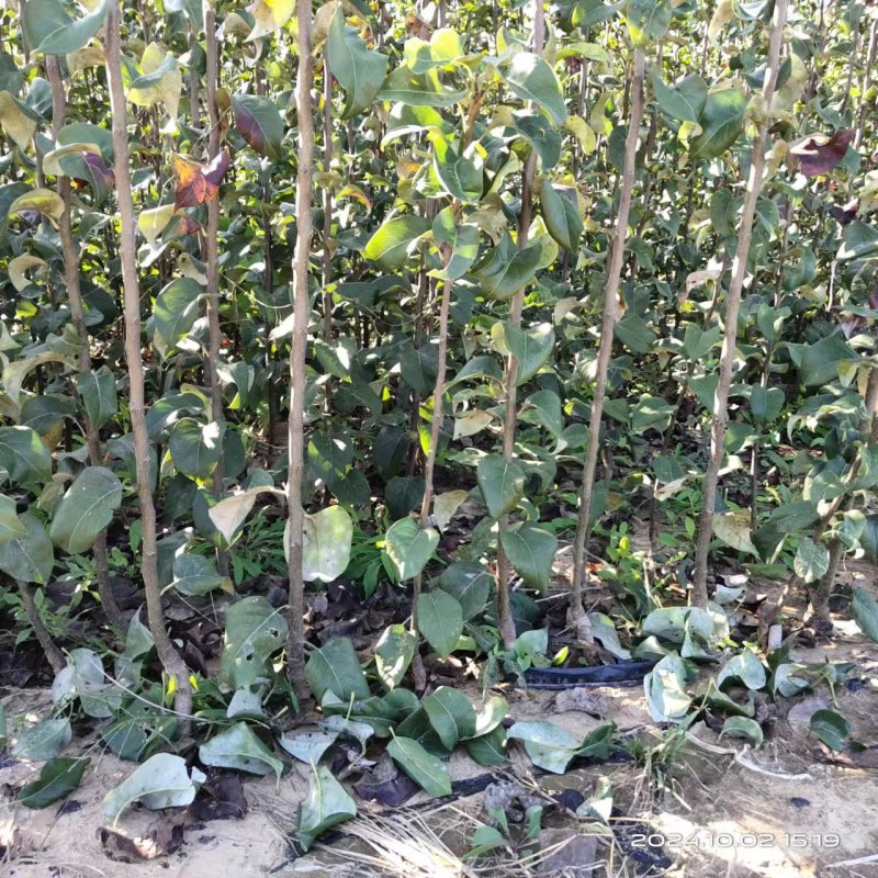 夏至蜜梨苗早熟优良品种