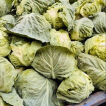 湖北牛心包菜，牛心甘蓝，新鲜现砍，一手货源