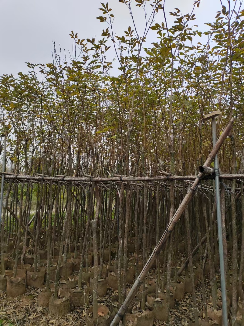 黄花风铃木