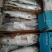 特价处理各类杂鱼各类边角料冷冻深海鱼类宠物食品饲料
