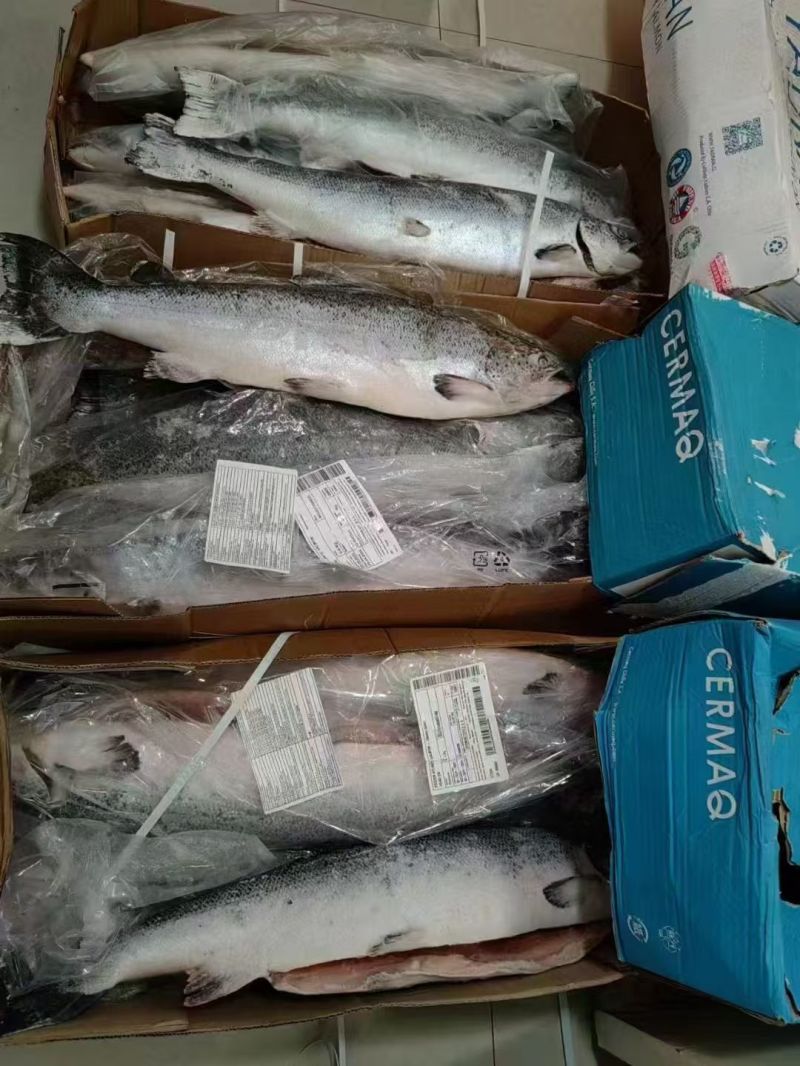 特价处理各类杂鱼各类边角料冷冻深海鱼类宠物食品饲料