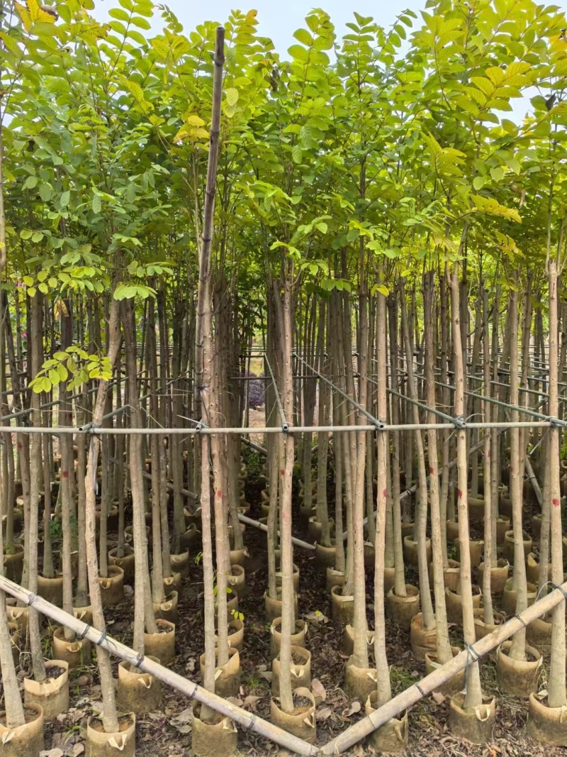 火焰木