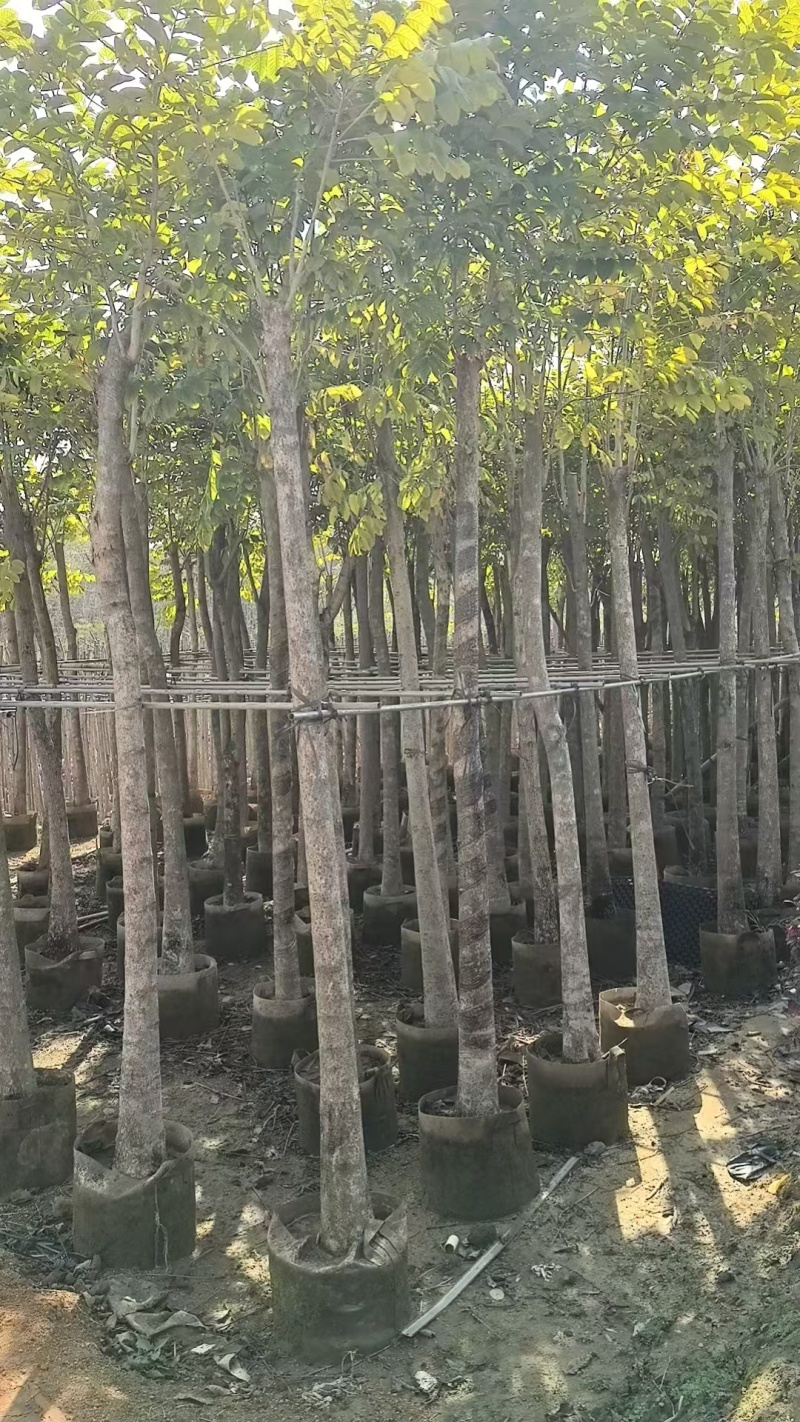火焰木