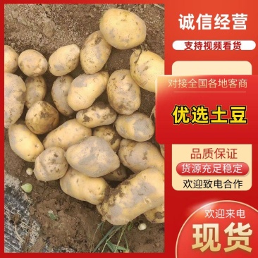 【实力优选】黄心土豆黄皮土豆河南蔬菜基地直发