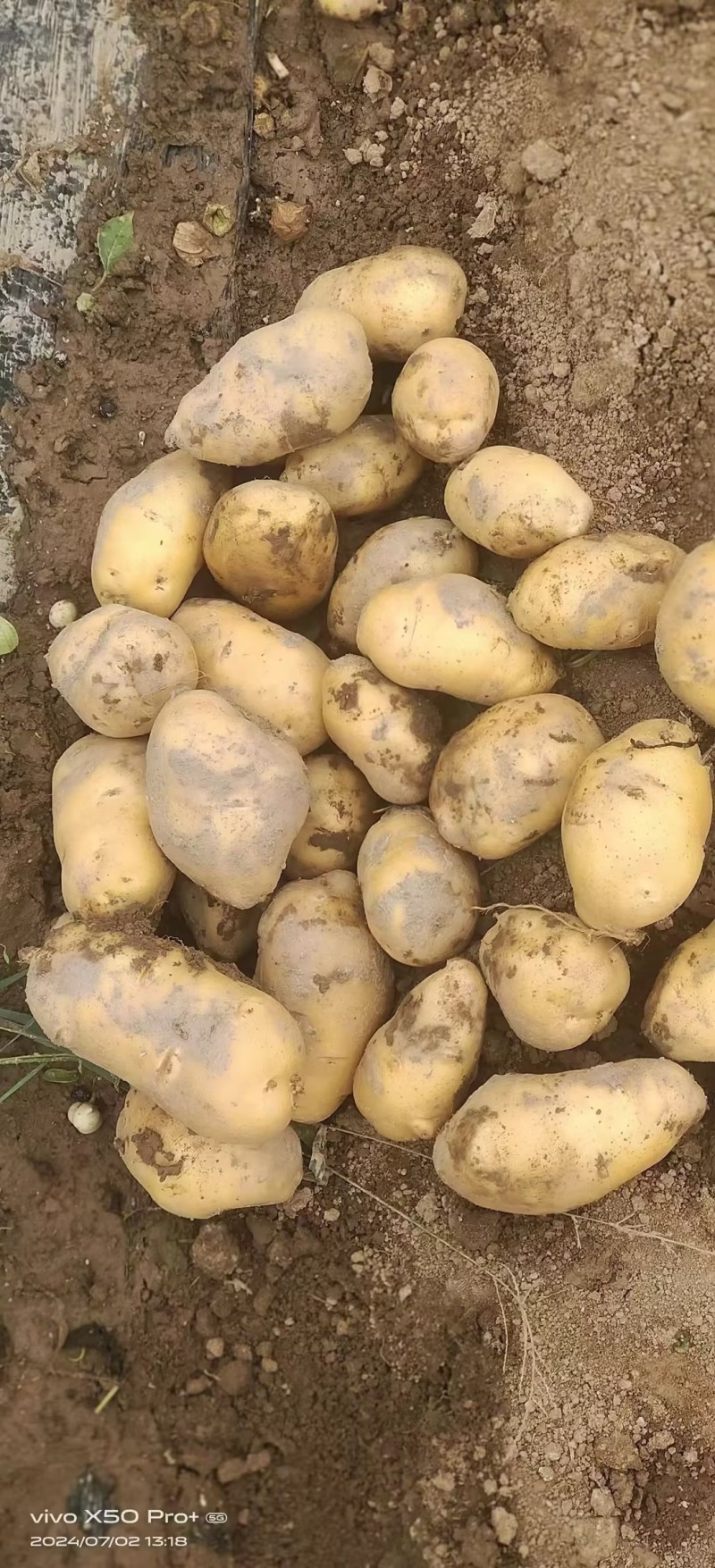 【实力优选】黄心土豆黄皮土豆河南蔬菜基地直发