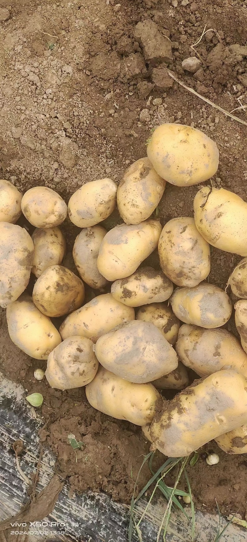 【实力优选】黄心土豆黄皮土豆河南蔬菜基地直发