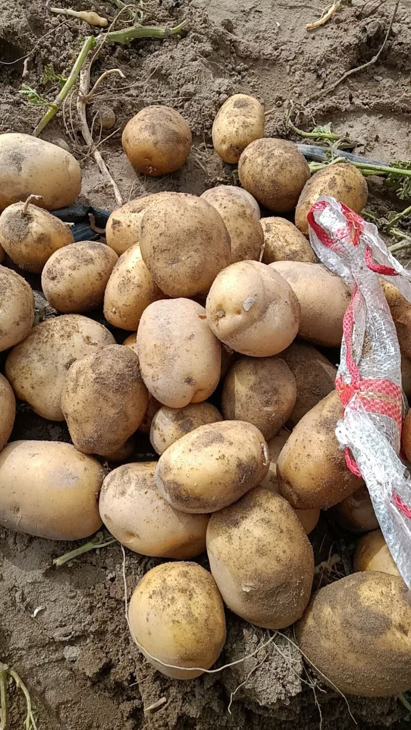 【实力优选】黄心土豆黄皮土豆河南蔬菜基地直发