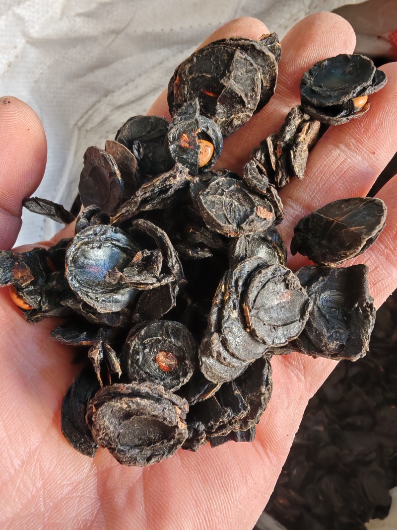 腊肠果片腊肠果果肉便秘果片大解果片大货批发