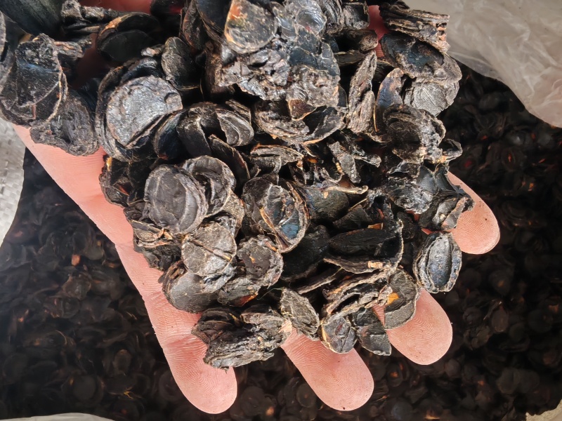 腊肠果片腊肠果果肉便秘果片大解果片大货批发