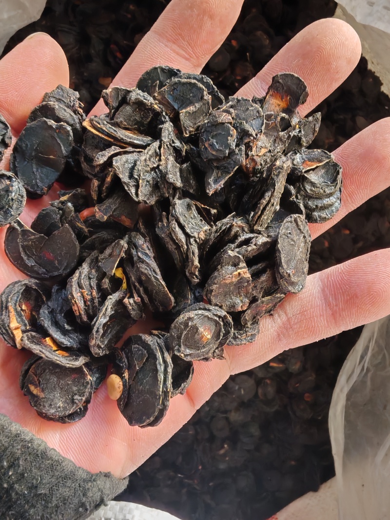 腊肠果片腊肠果果肉便秘果片大解果片大货批发