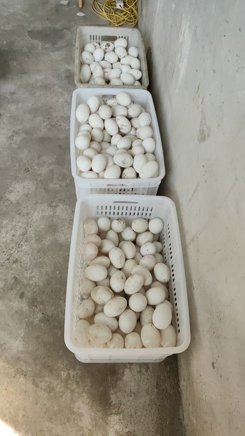 林下散养，鹅蛋