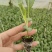 松花货源充足诚信经营量大从优质量保证欢迎咨询