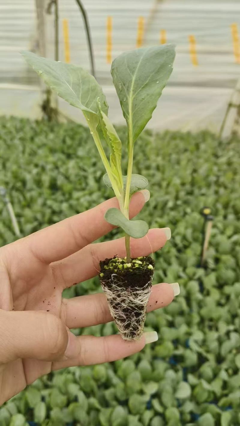 松花货源充足诚信经营量大从优质量保证欢迎咨询