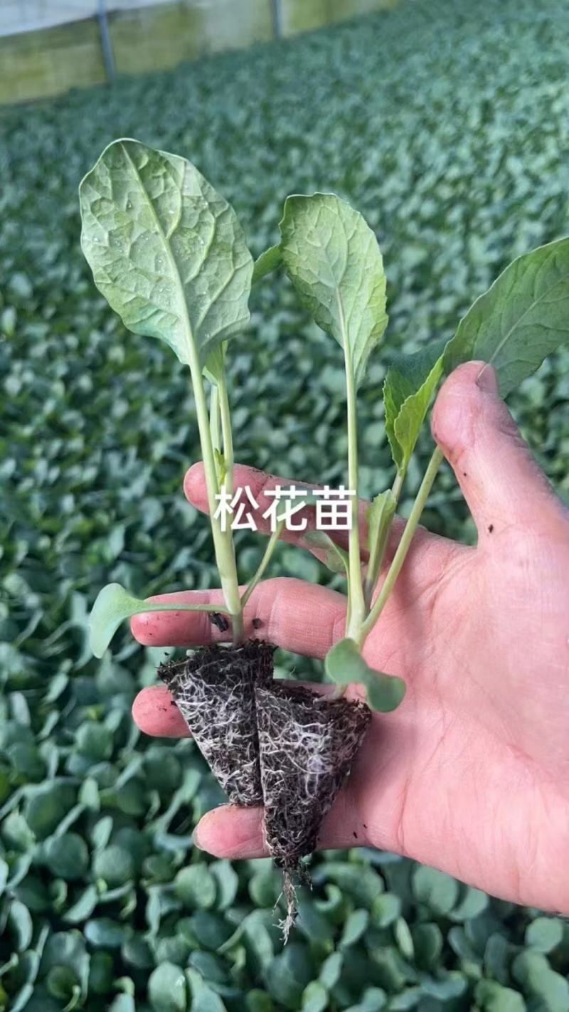 松花货源充足诚信经营量大从优质量保证欢迎咨询