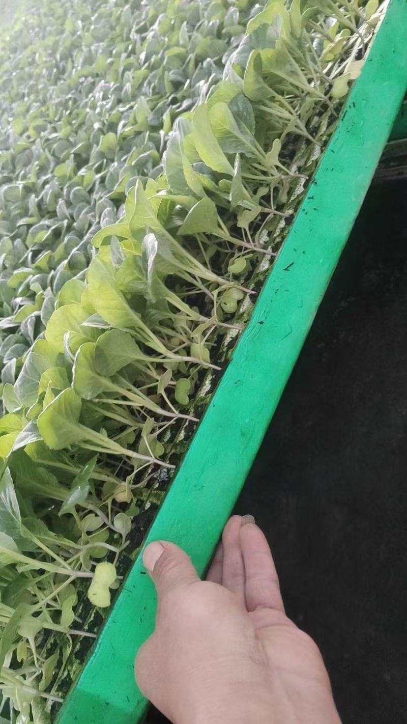 松花货源充足诚信经营量大从优质量保证欢迎咨询