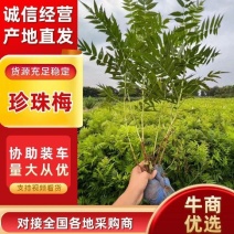 河北定州珍珠梅丛生多分枝大拨花灌木树苗绿化苗木