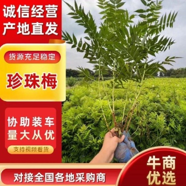 河北定州珍珠梅丛生多分枝大拨花灌木树苗绿化苗木