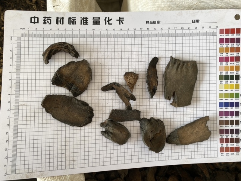 肉苁蓉硬大云产品实拍质量保证一件代发